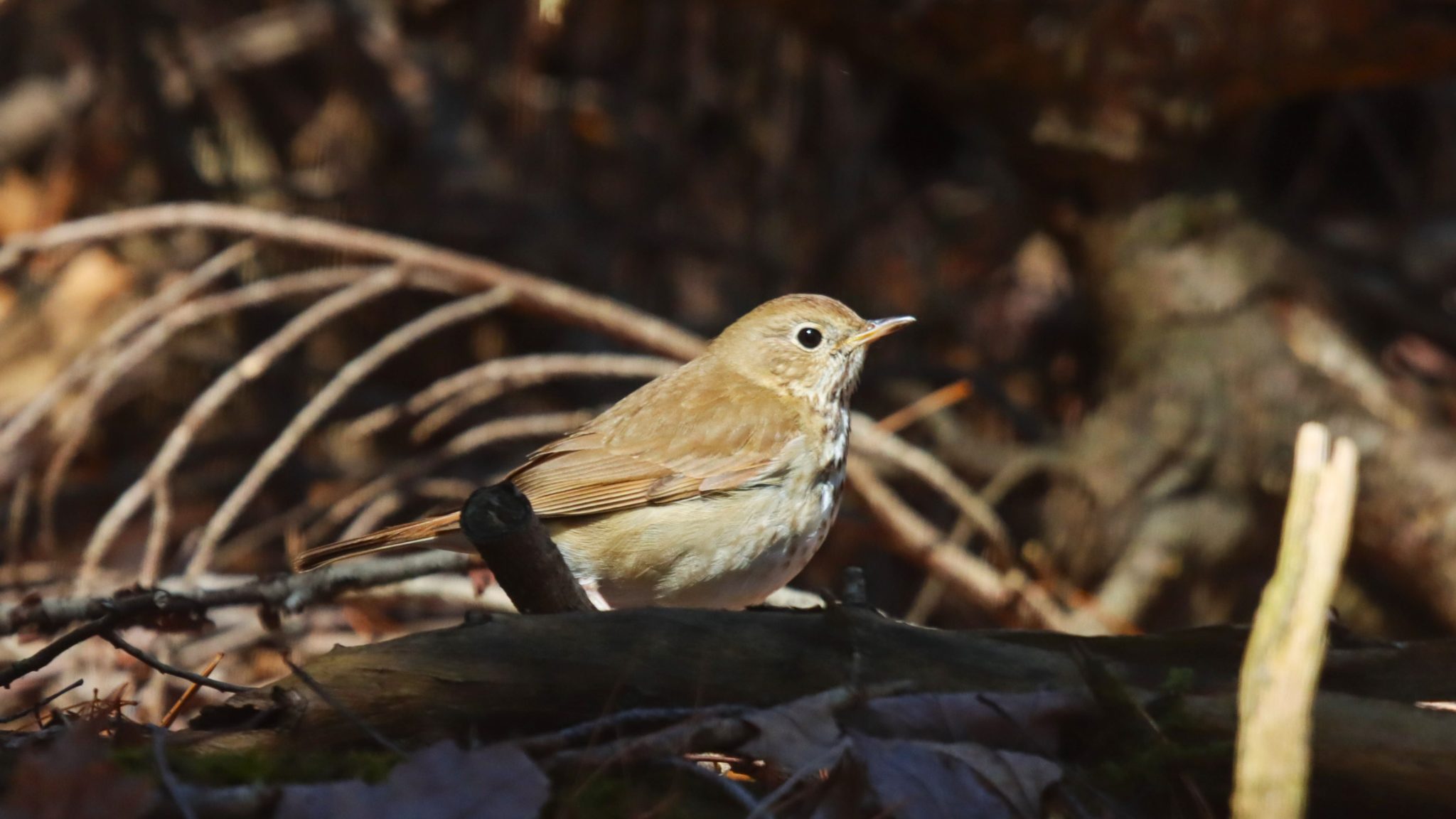 A Hermit Thrush stands in profile on a forest floor, with brown leaf litter around. It is a small brown songbird with a black eye and a grayish breast.