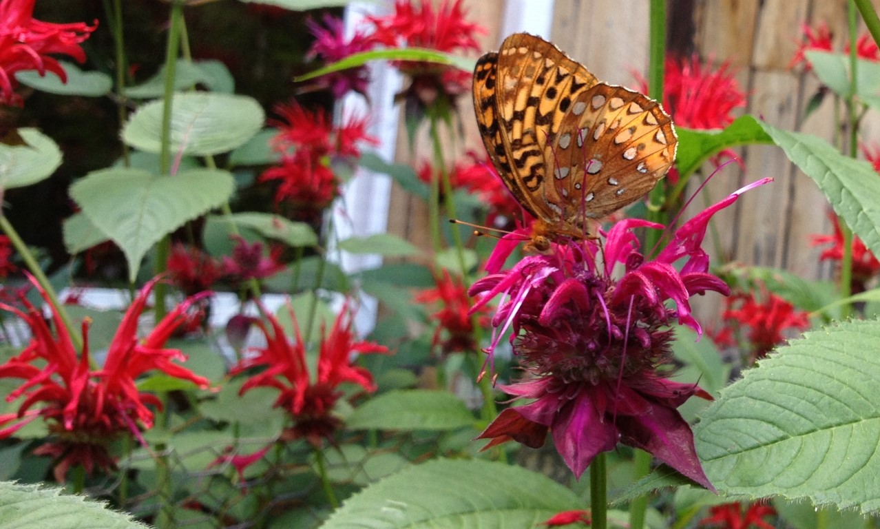 Fritillary on Bee Balm: A brown-spotted rusty and amber colored butterfly on magenta monarda with red flowers in the background.
