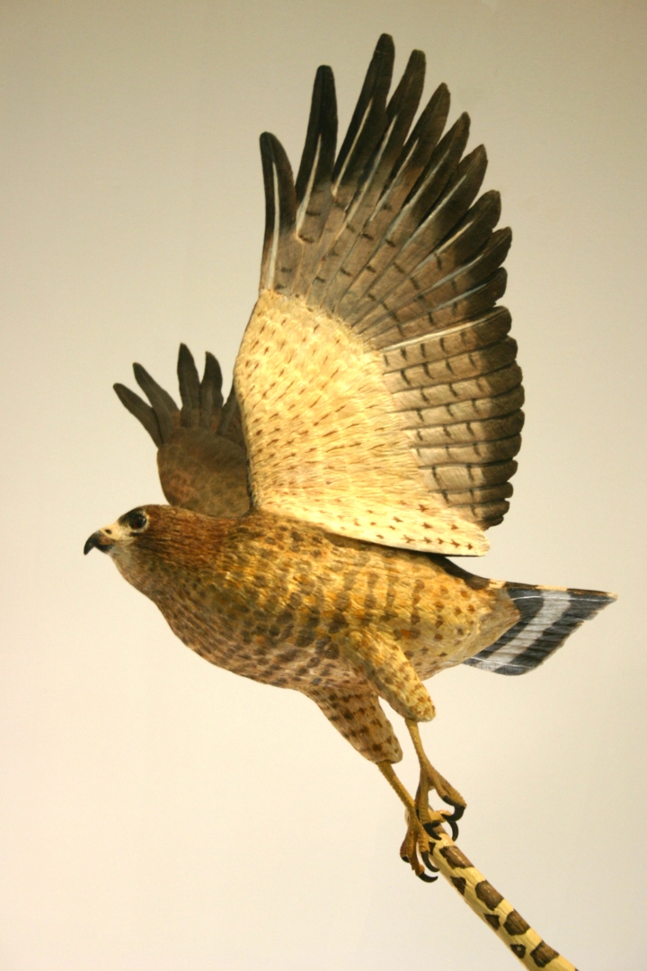 Broad-winged hawk in flight, carrying a milk snake. Carved life-size in wood by Bob Spear. : A buff and brown bird with a medium brown head, hooked beak, dark eyes. Its tail is barred gray and white. It's wings are uplifted, showing pale coverts and darker buff and dark brown slightly barred primaries and secondaries.