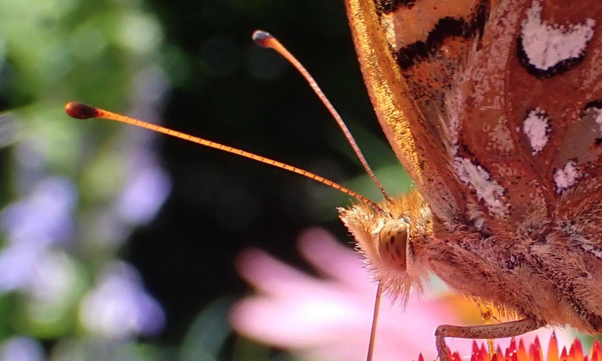 A brown butterfly with white, black, and orange markings on an orange flowerhead. Only part of both flower and butterfly are visible. The background is out of focus green foliage.